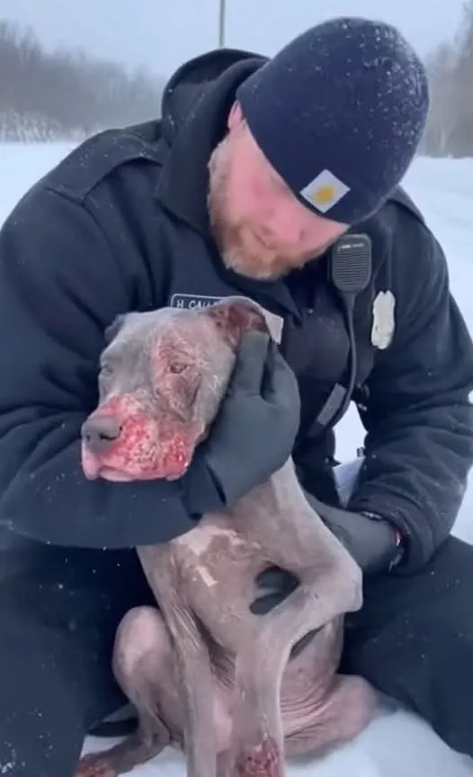 He Was Reported as ‘Aggressive.’ What the Officer Found Sitting in the Snow Was Something Far More Heartbreaking