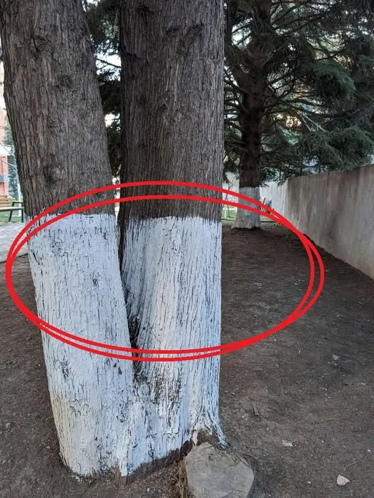 The Real Reason You See Trees Painted White Along Roads and Properties