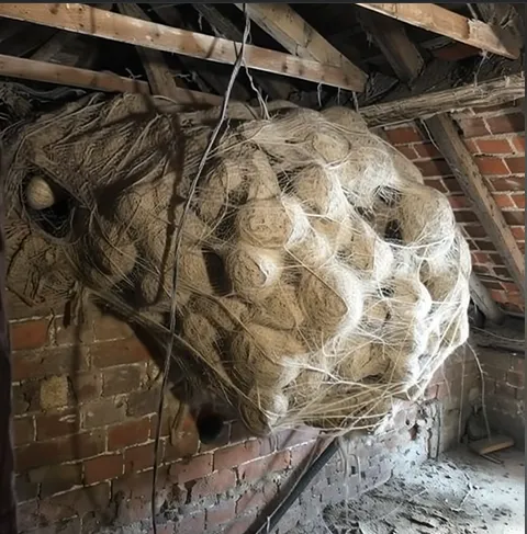 The Hidden Hatch Beneath the Trees — A Family’s Discovery That Left Experts Speechless