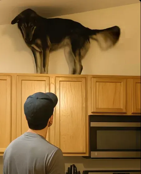 The Dog Who Knew Before I Did: How My Loyal Companion Exposed the Man Living in Our Walls