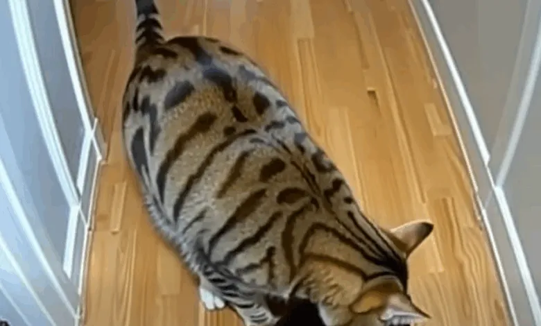 The Cat Who Saved the Puppies — A Lesson in Unexpected Love