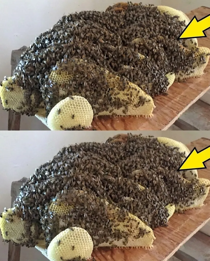 Scientists Sound the Alarm After a Woman Made a Terrifying Discovery Under Her Bed