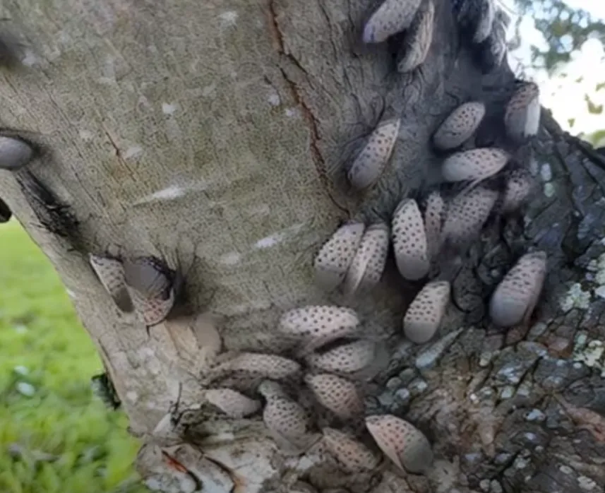 Backyard Invaders: How the Spotted Lanternfly Became America’s Most Unwanted Guest