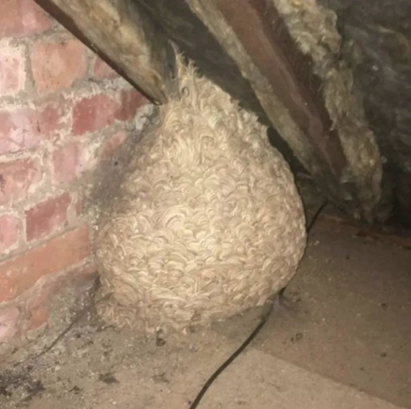 Why Was This Strange Object Inside an Abandoned Nest?