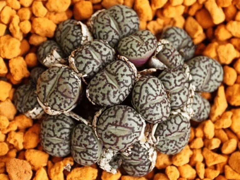 Daughter Discovers Strange Eggs Under Her Bed, Causing Her Family To Leave The Home