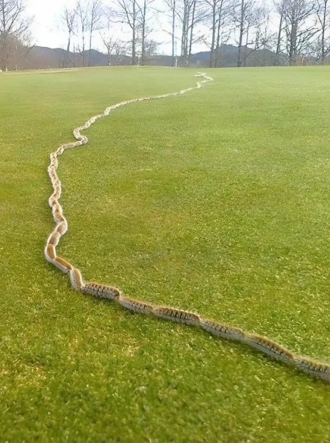 I Thought It Was Just A Rope In The Grass Until I Took One More Step-