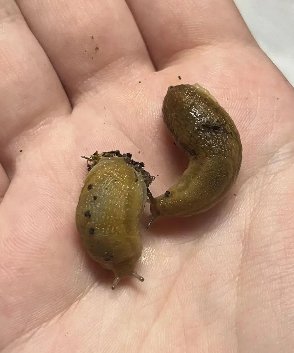 If Slugs Keep Visiting Your House Check This Immediately Before Bigger Problems Appear