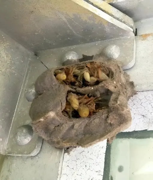 I Opened the Garage for a Toolbox and Found Something That Changed How I See My Home Forever