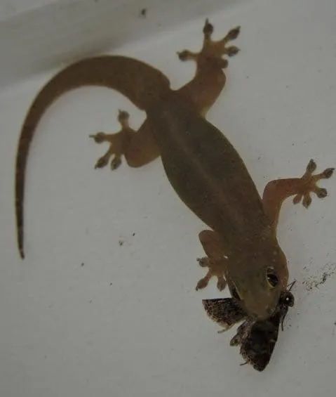 Nature’s Secret Messengers: The Symbolic Power of Owls, Lizards, and Lucky Visitors