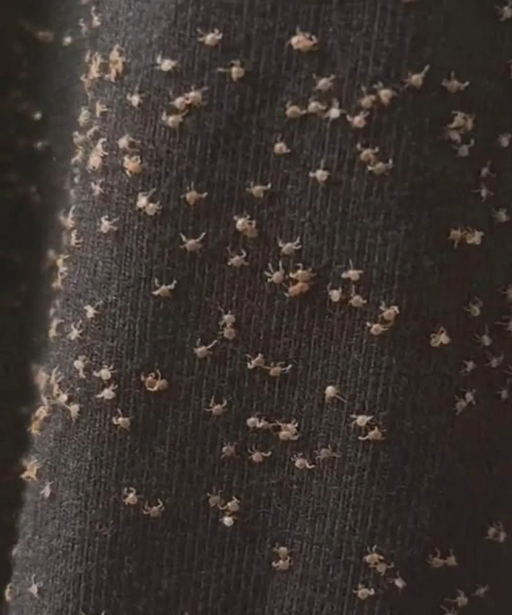 Mysterious Sticky Bits Clinging To Your Pant Legs After A Walk