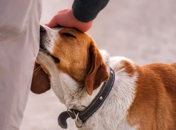 Amazing Reasons Your Faithful Dog Is Always Sniffing Your Private Area